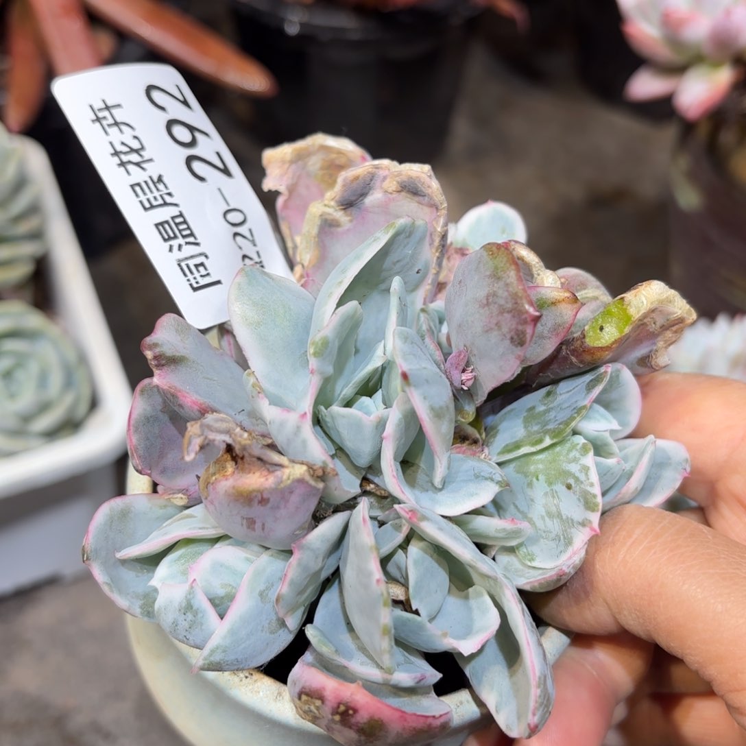 同温层多肉伯克利锦292