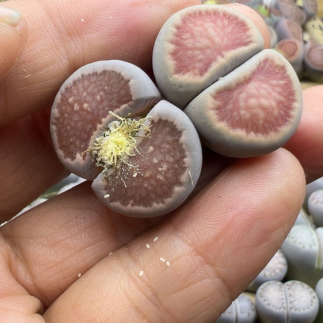 1929 生石花福利炸