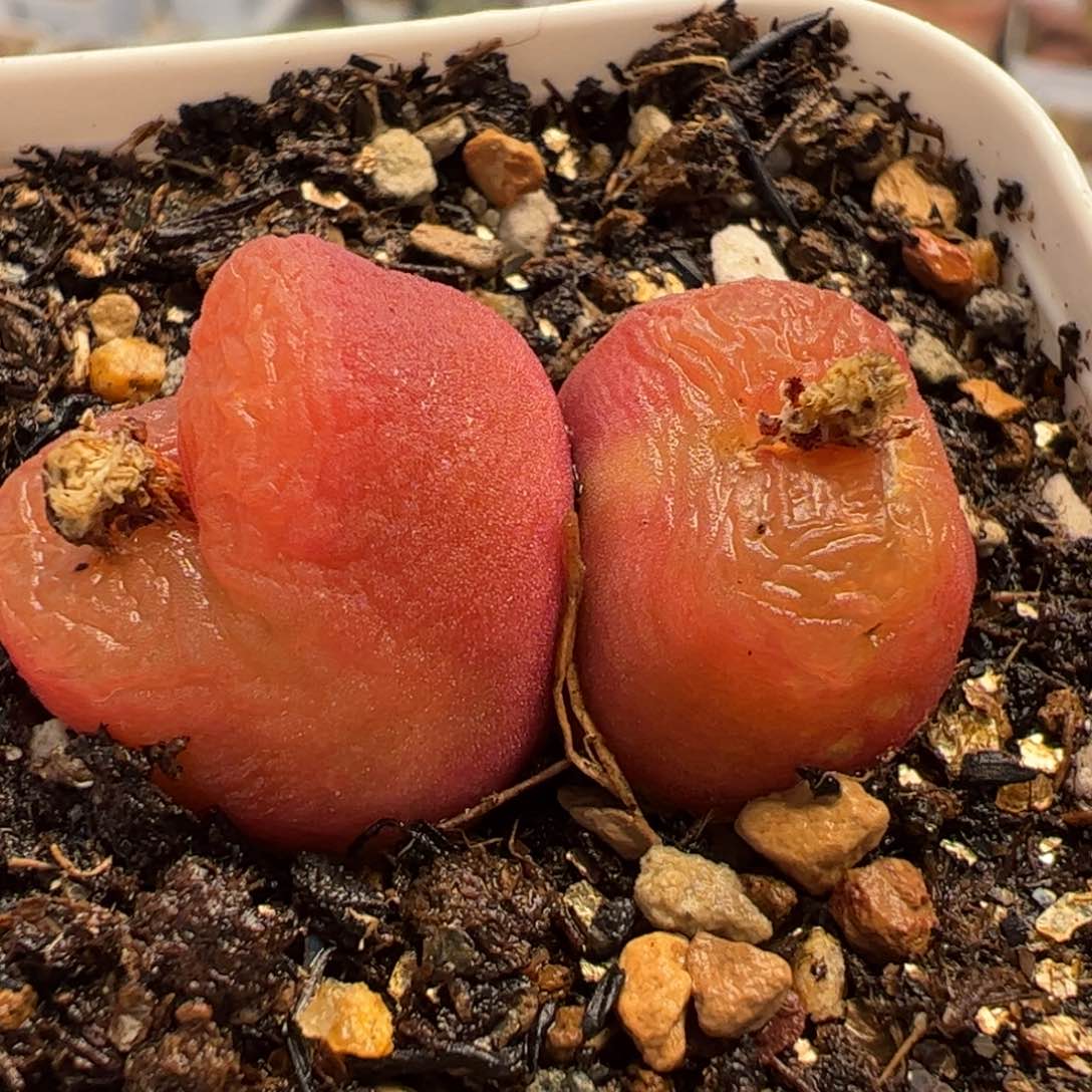 水蜜桃多肉植物百科