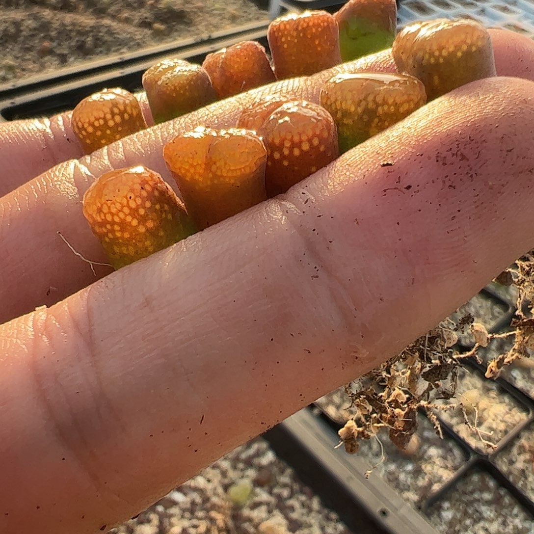 迷***圈一物一拍10颗AP180。    986