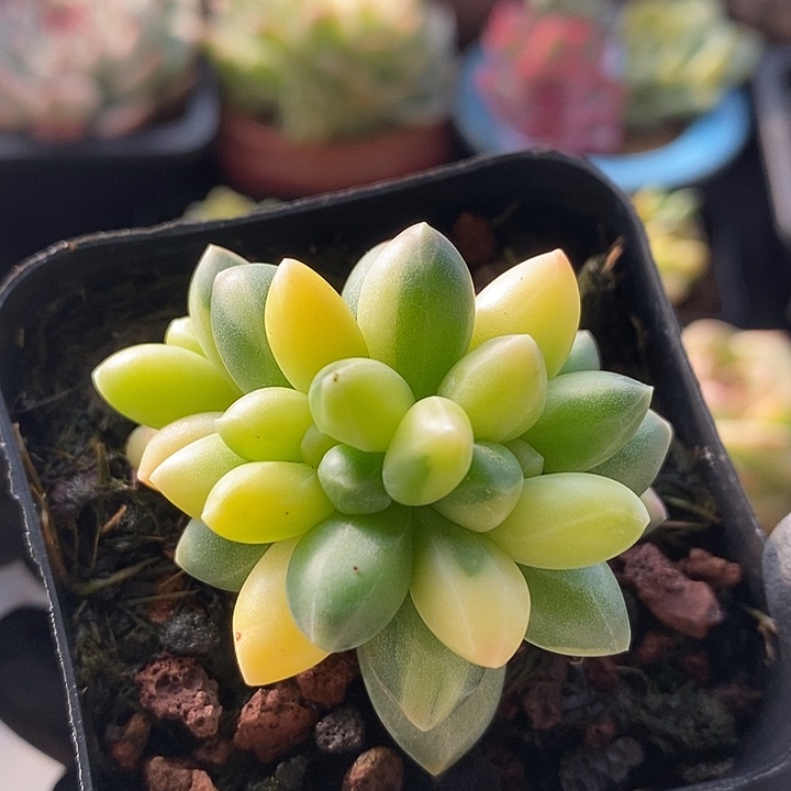 千代田锦拉丝缀化