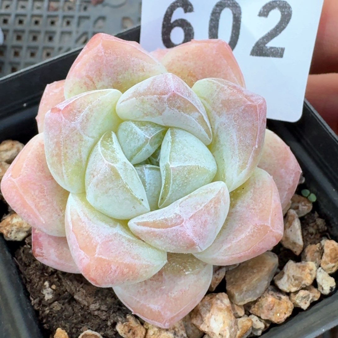 下播福利拍够包邮发货