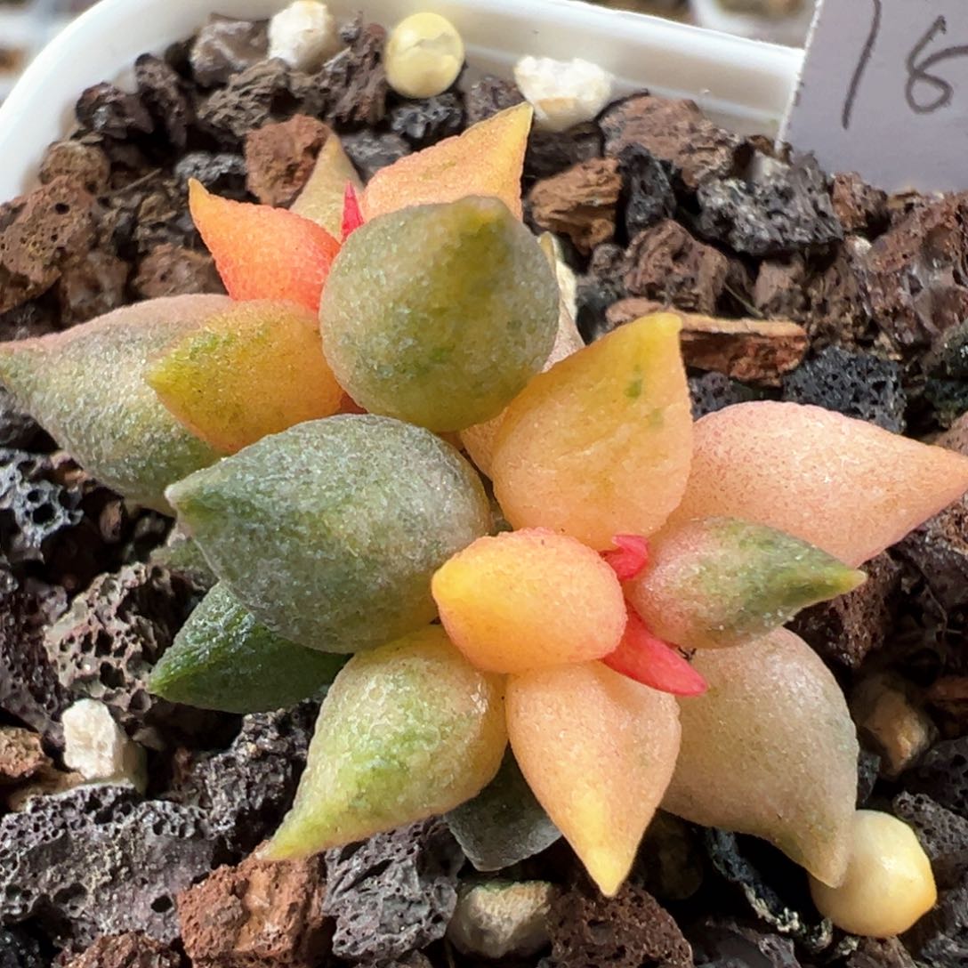 小辣椒锦多肉植物水泡