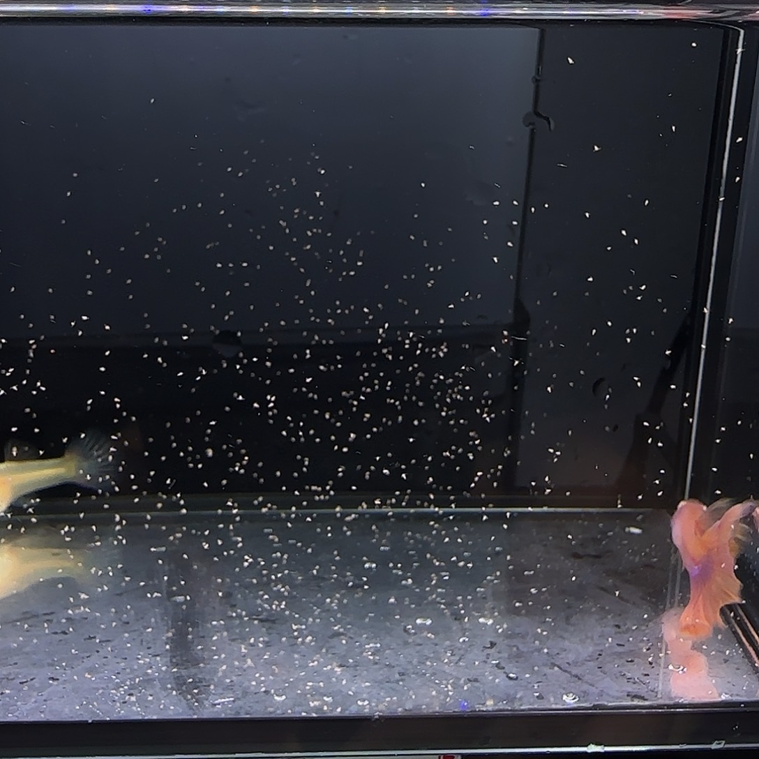 孔雀鱼金粉一对！！！