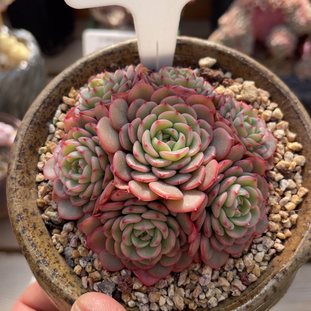 008糖果宝贝不带盆8厘米