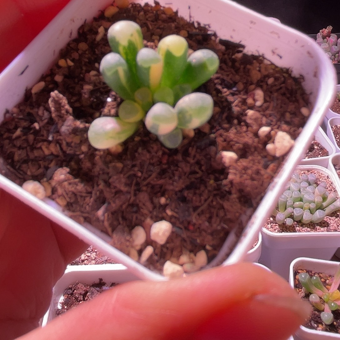 @***8五十玲玉锦特价一颗随单