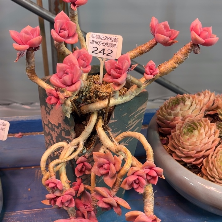 大242。xcbcbvnjjjj