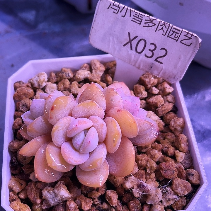 我是第一百个为妖姬应援哒啦