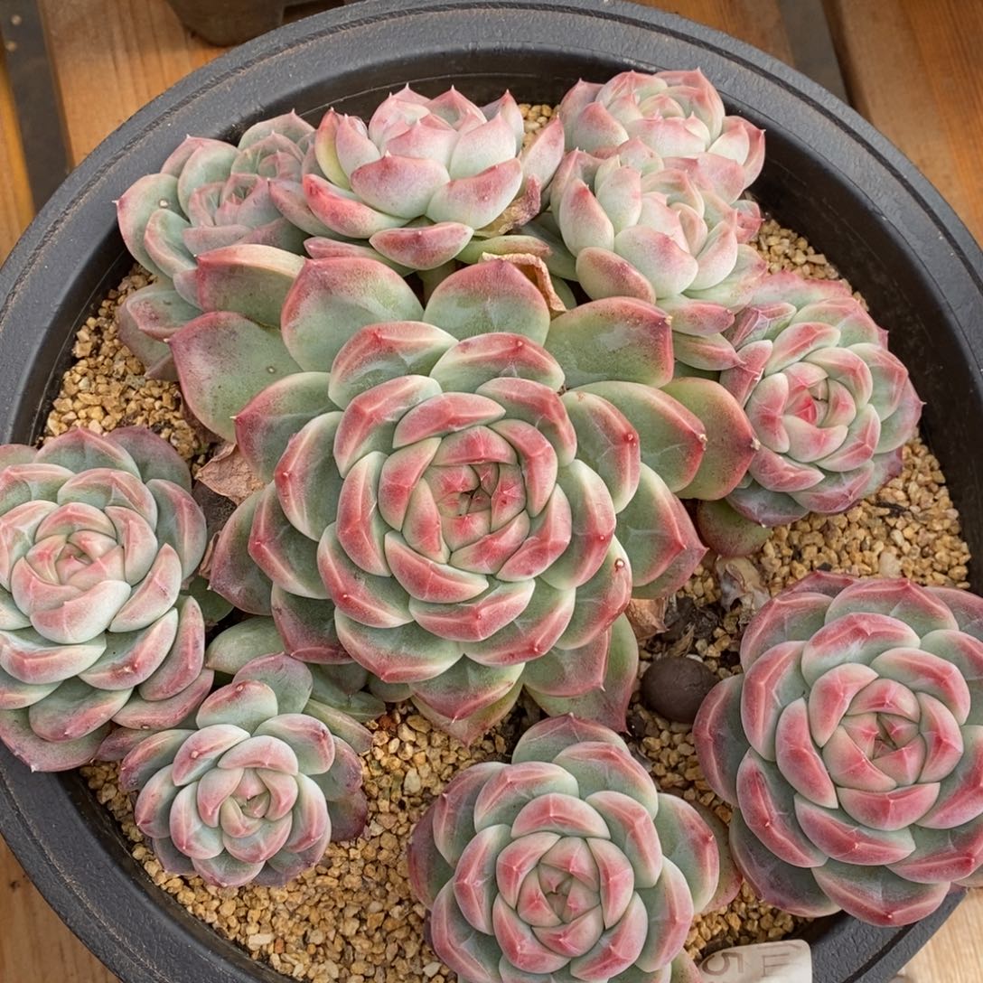 杂交精品多肉~模特链接