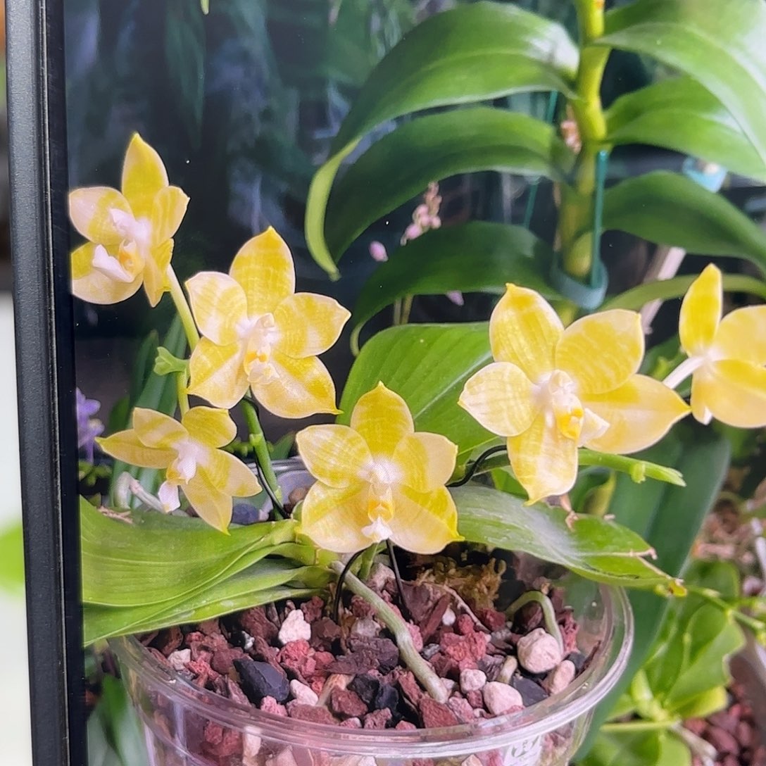 当前无花栽培后可以开花弥陀黄龙