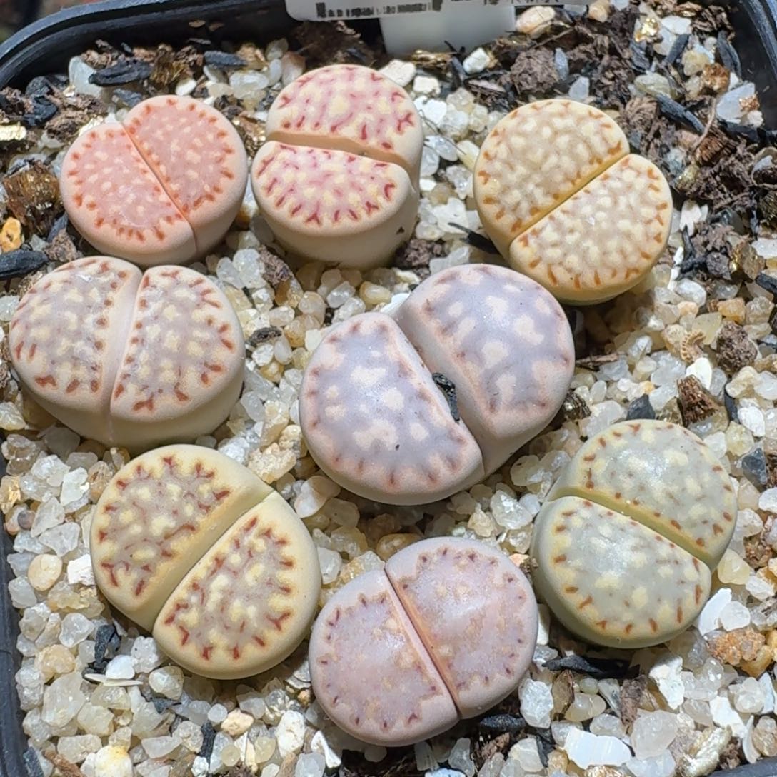 Zzz精品生石花 1008