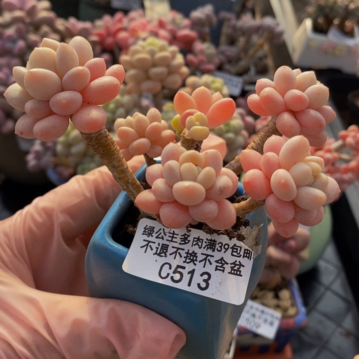 鱼子酱老桩513多肉植物