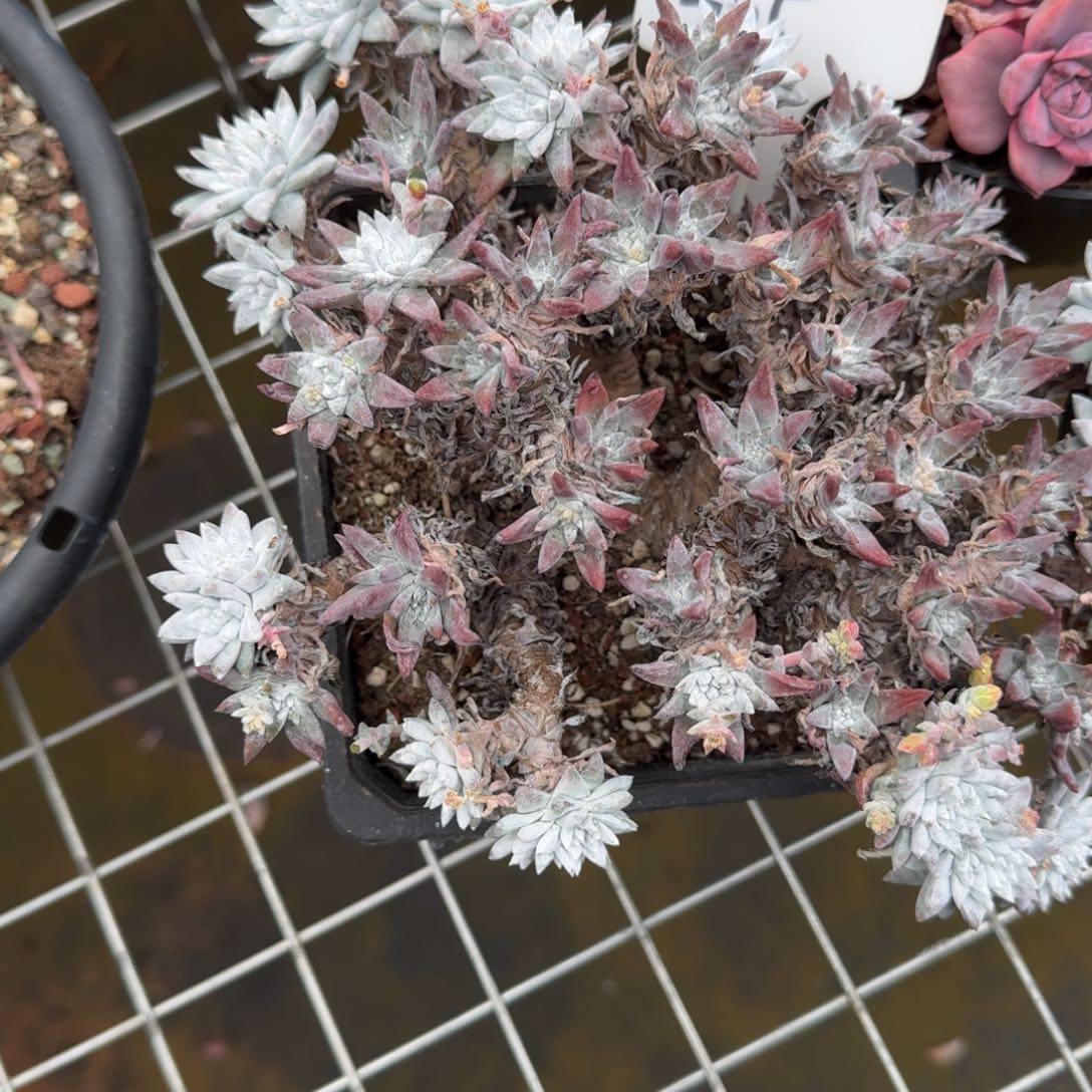 565白菊肉肉肉肉肉肉肉肉