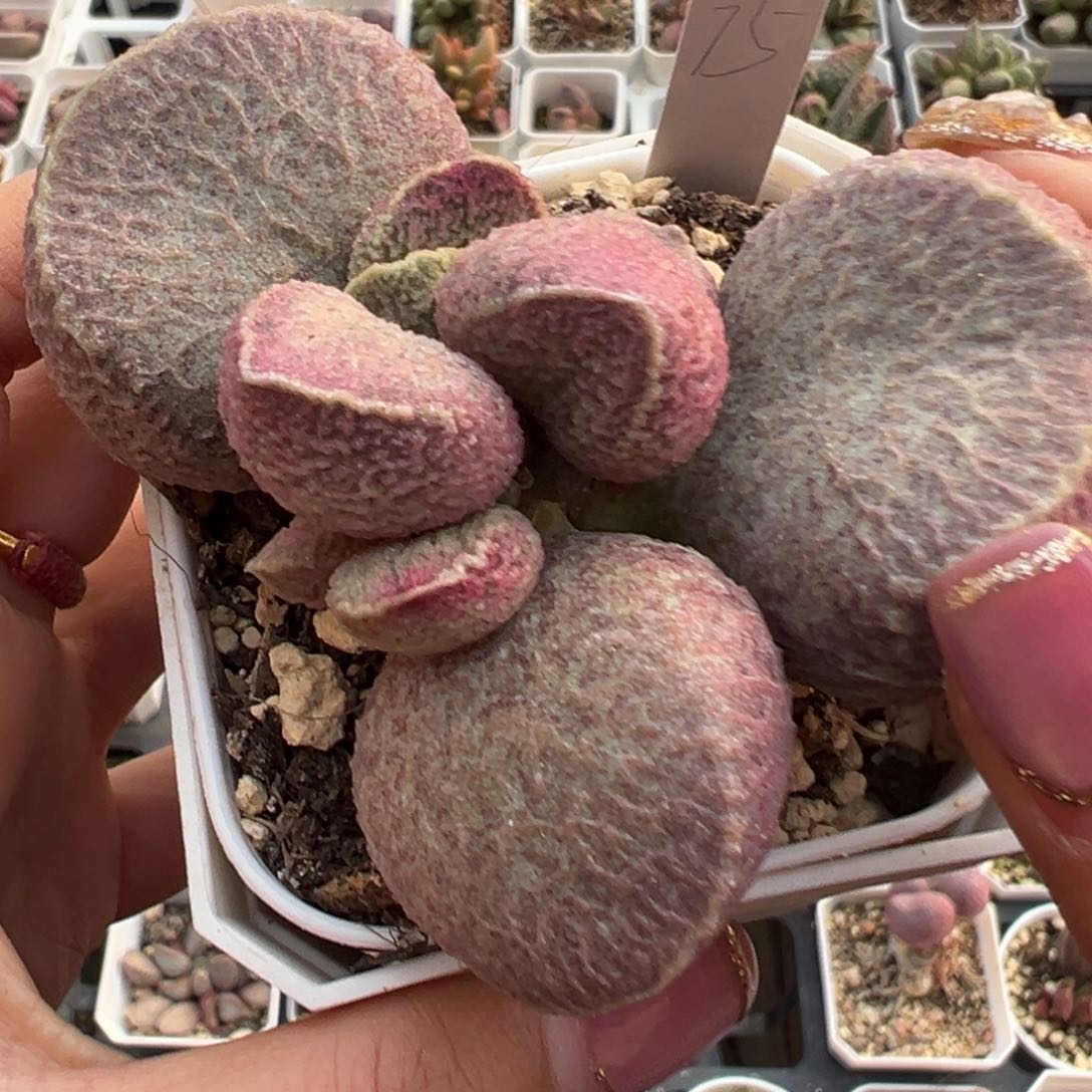 猪肝单头纯木质桩多肉植物