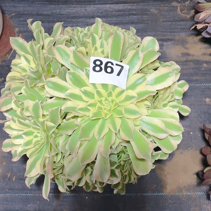 【闪购商品】867绿豆沙