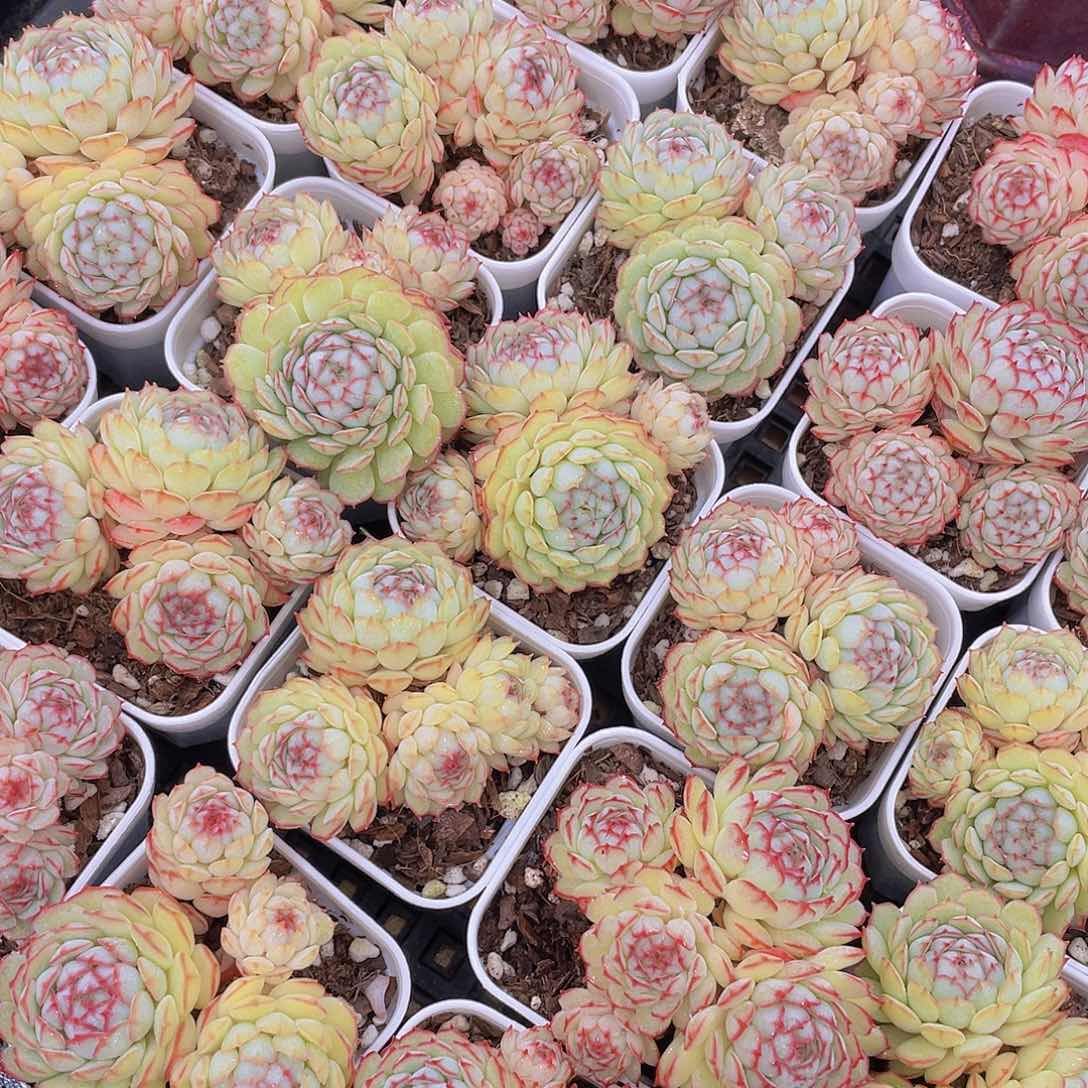 量拍12号 小红船小红p群生一个