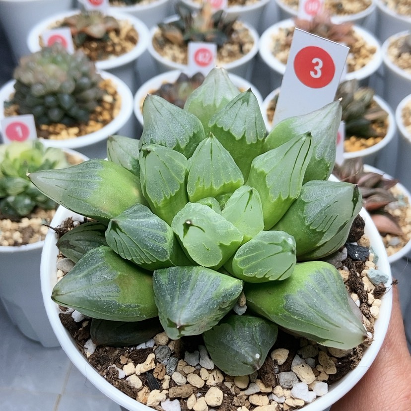 【闪购商品】3冰城