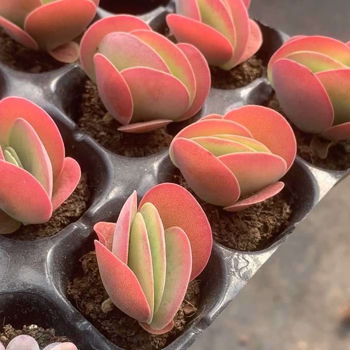 唐印10颗。 （满9.99包邮不满9.99发叶子）