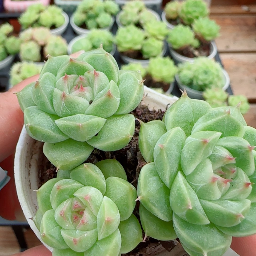 花语逸镜0915-48整