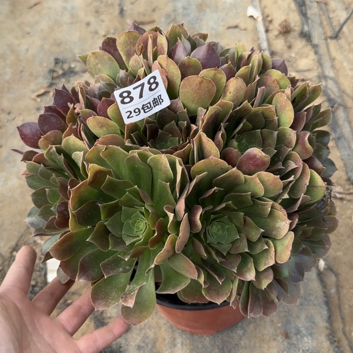 玫瑰……多肉植物……