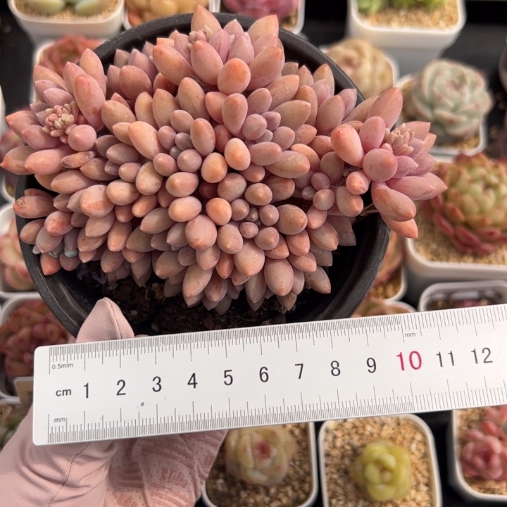 537 多肉植物组合盆栽