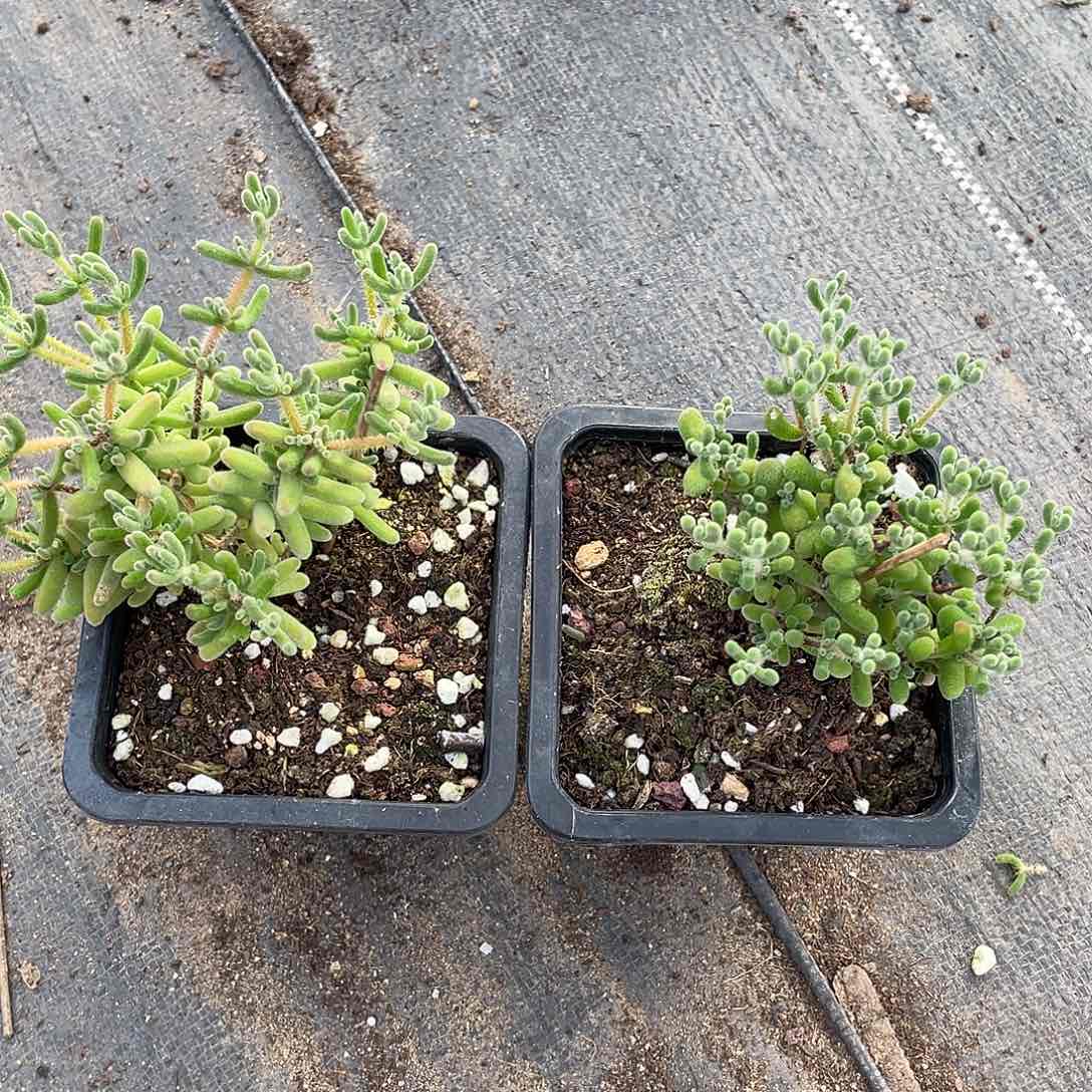 视****.2株。                