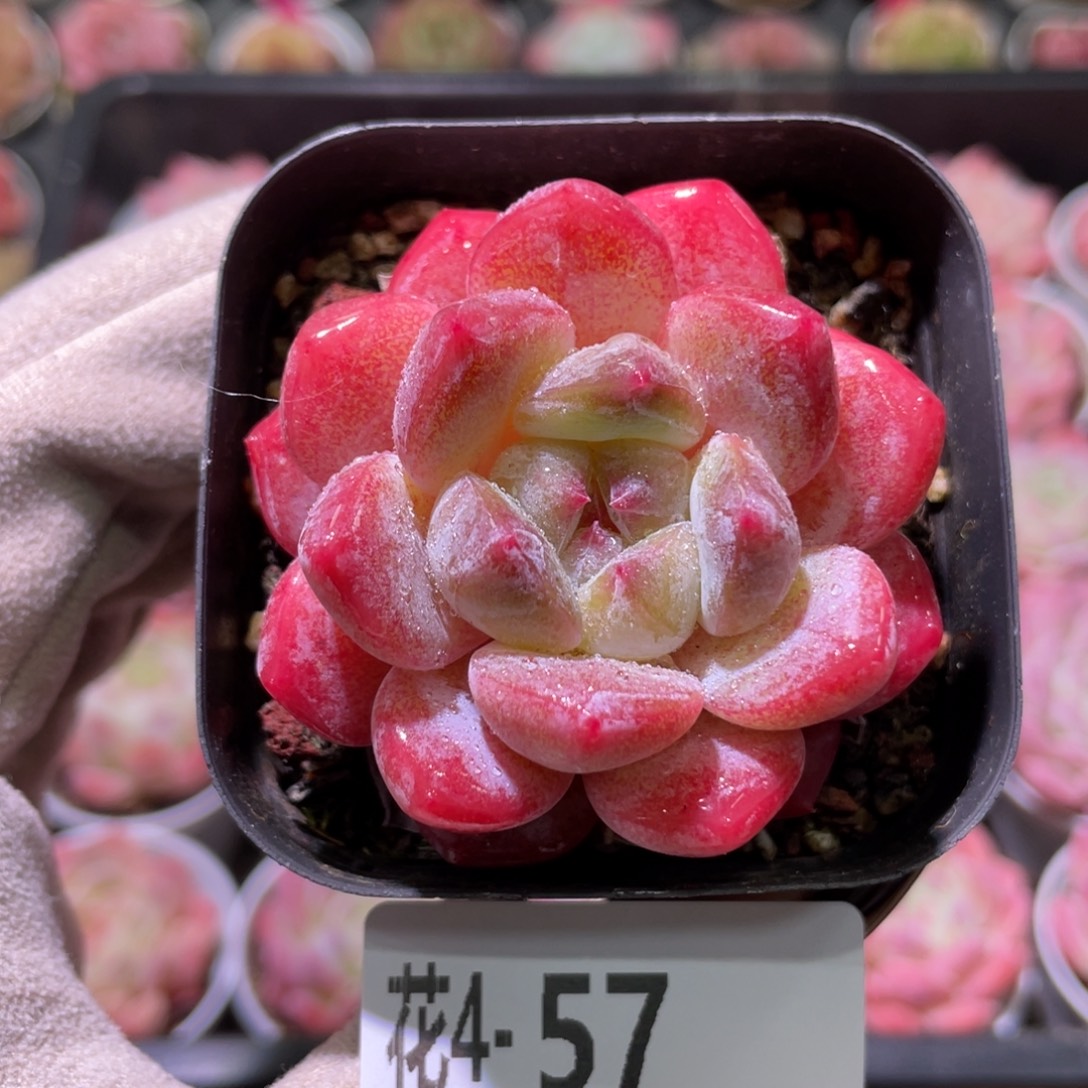 花利美4-57冰糖单头