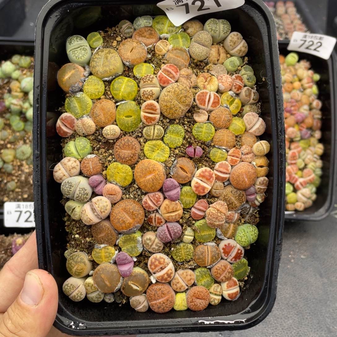 红陶000000000000000721