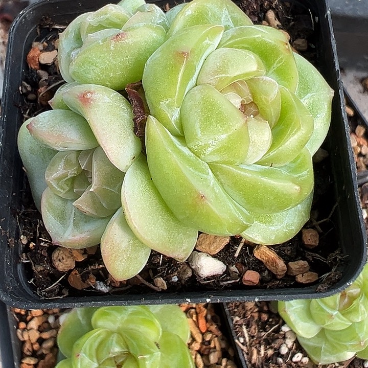 多肉植物珍妮群一颗