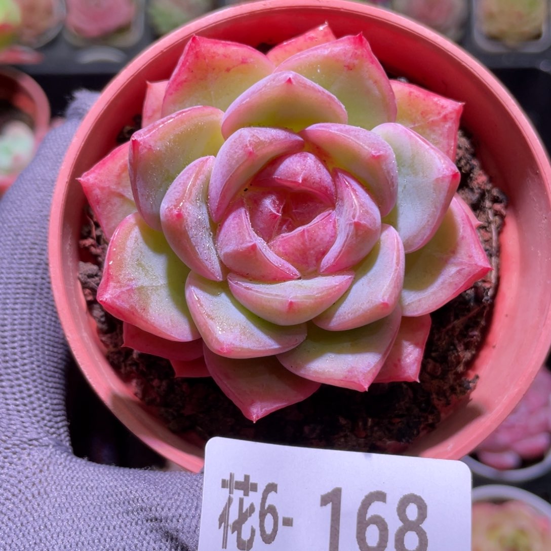 花利美6-168新品  