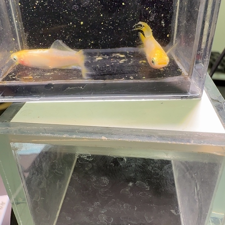 青鳉鱼一物一拍932