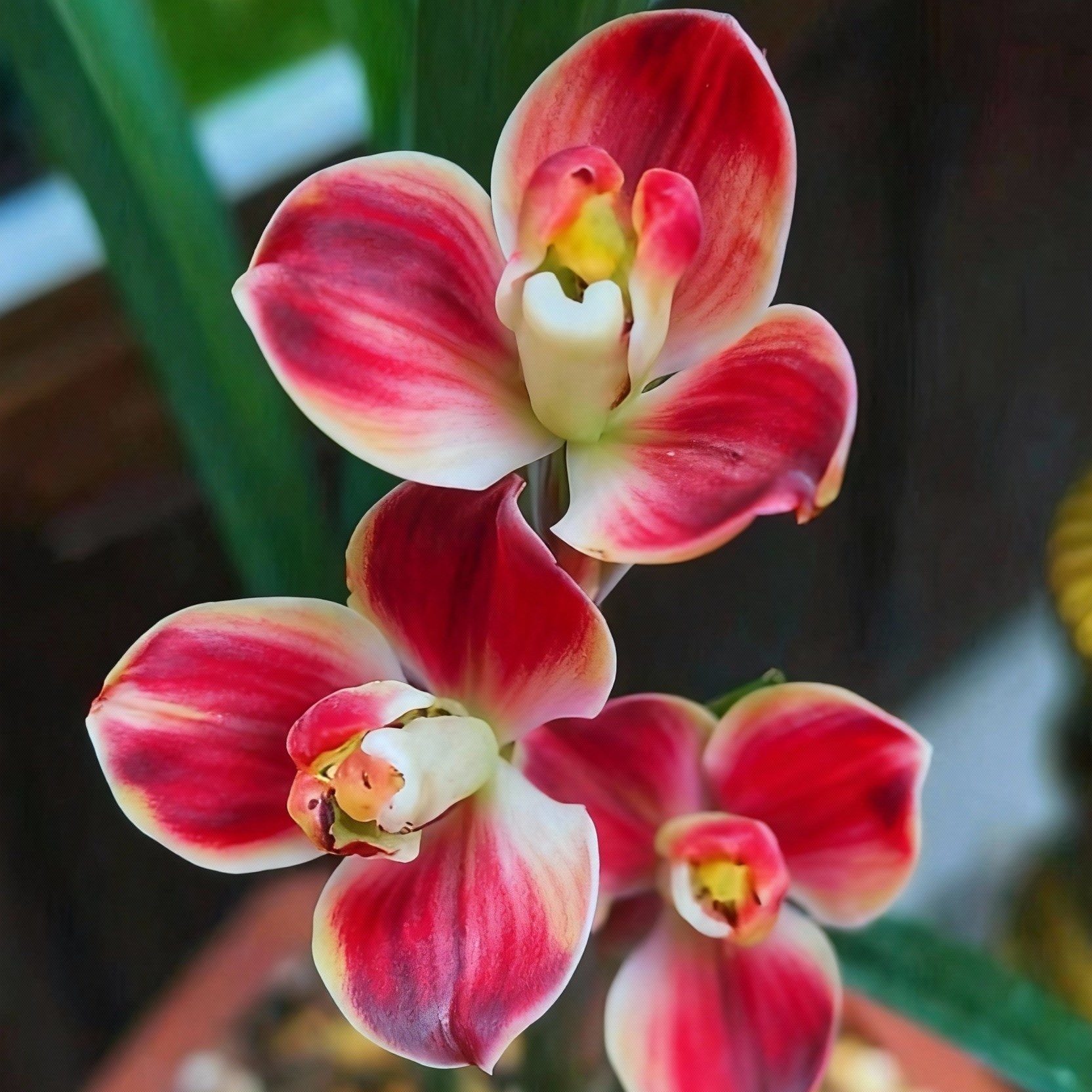 兰花铭品春剑【瑶台】老种分苗发货3苗