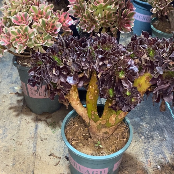 欧紫缀多肉植物49