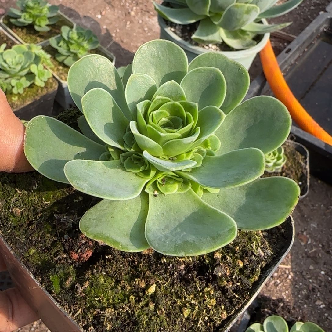 8厘米捧花玫瑰11124242433