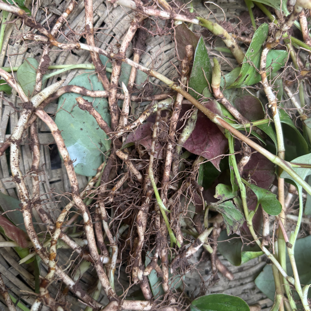 现挖高山纯野生折耳根鱼腥草根