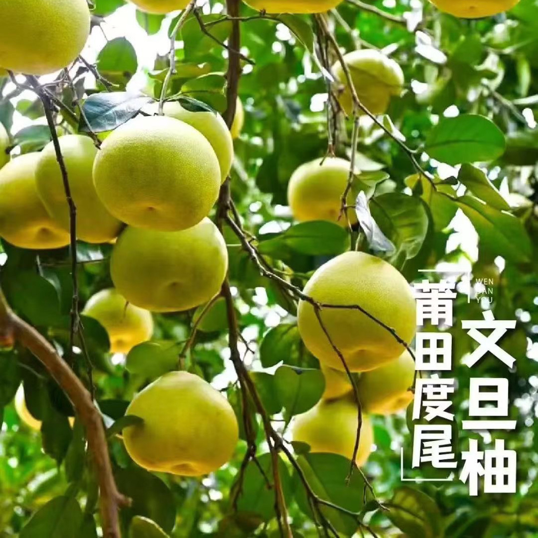 福建仙游度尾老树红心文旦柚新鲜当季时令水果（精品果）