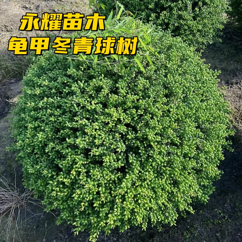龟甲冬青球树苗别墅庭院耐寒四季常青篱笆绿化风景树球型花镜植物
