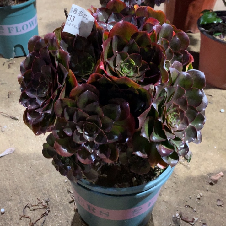 733玫瑰多肉植物特价