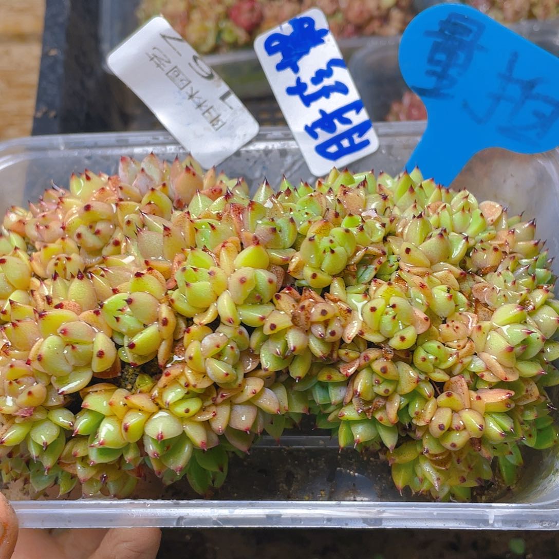 量拍多肉植物多肉植物167