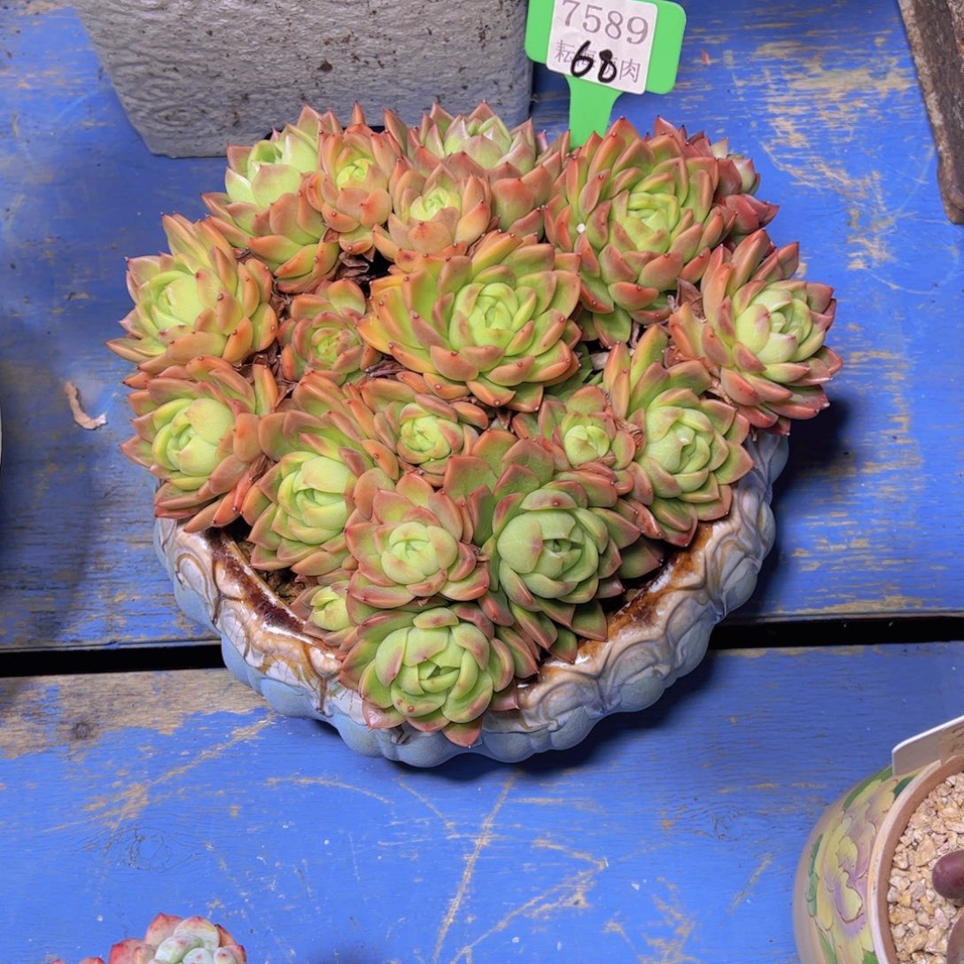 杂交7589多肉植物