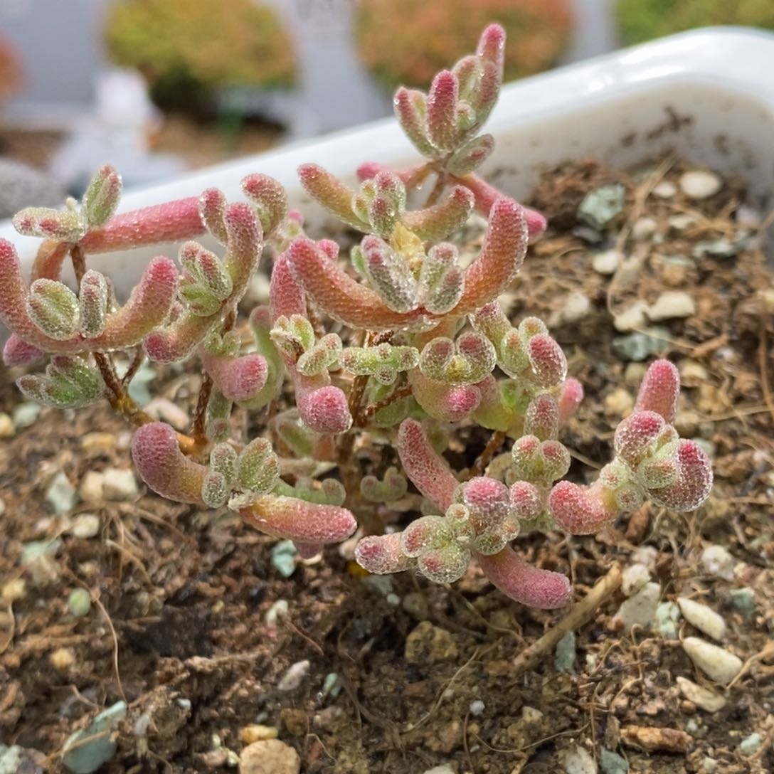 冰晶杂枝干番杏A399