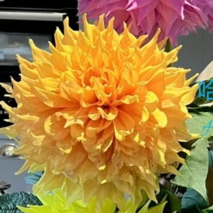 【哈玛里黄金】巨型大丽花盆栽地栽好种植好养护