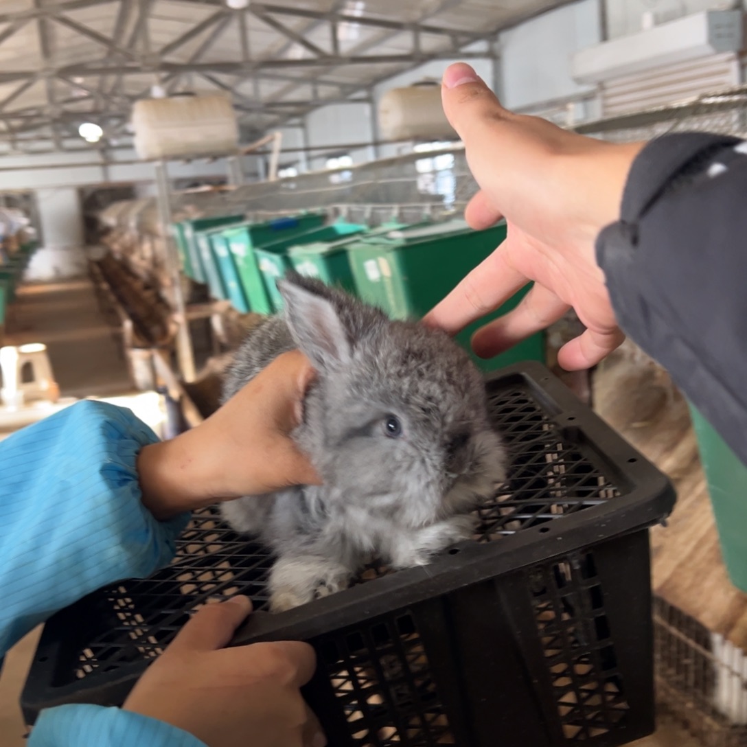 宠物兔英系安哥拉兔
