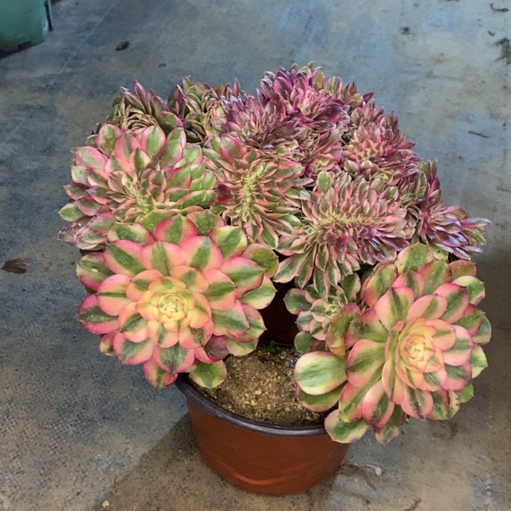 荔枝缀多肉植物23 