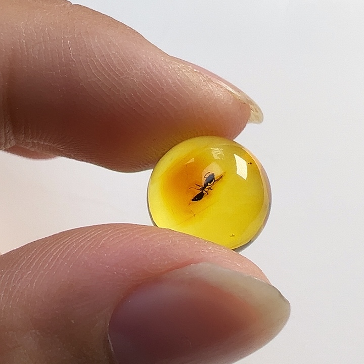 虫珀未镶嵌颈饰虫珀