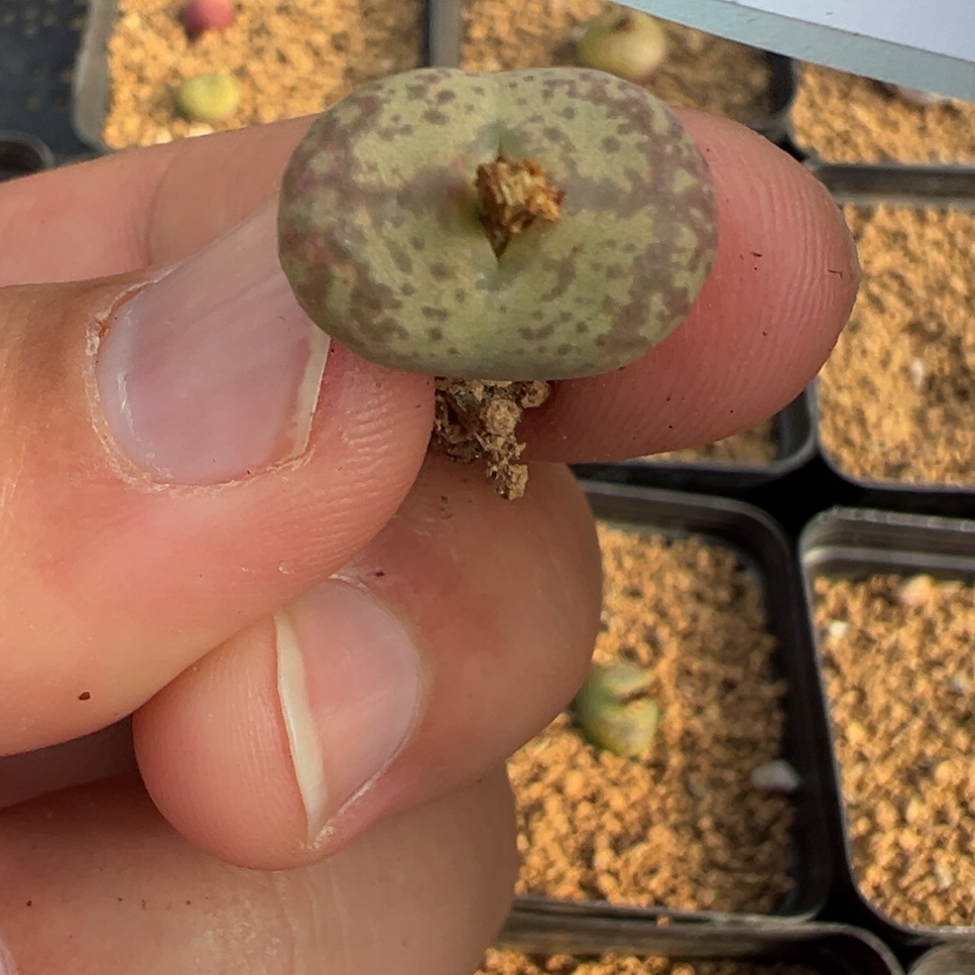 28-29肉锥多肉植物，