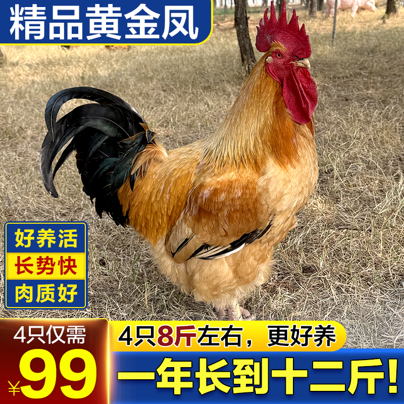 青年黄金凤（4只8斤左右）zb