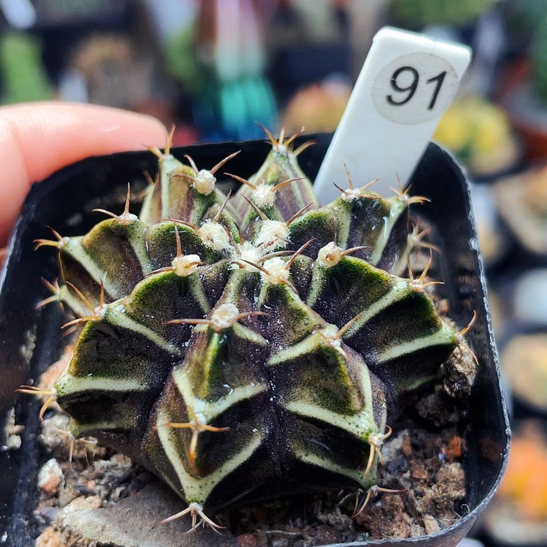 非偏远地区满25包邮仙人球