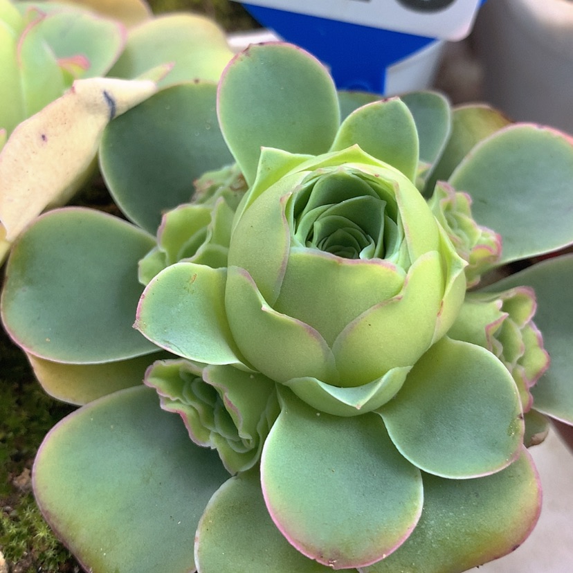 【闪购商品】yjj326加纳利母本