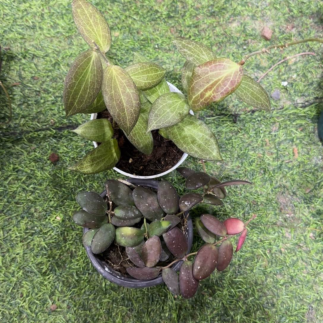 无花朵玉扣➕费氏桌面款